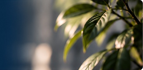 Grøn plante
